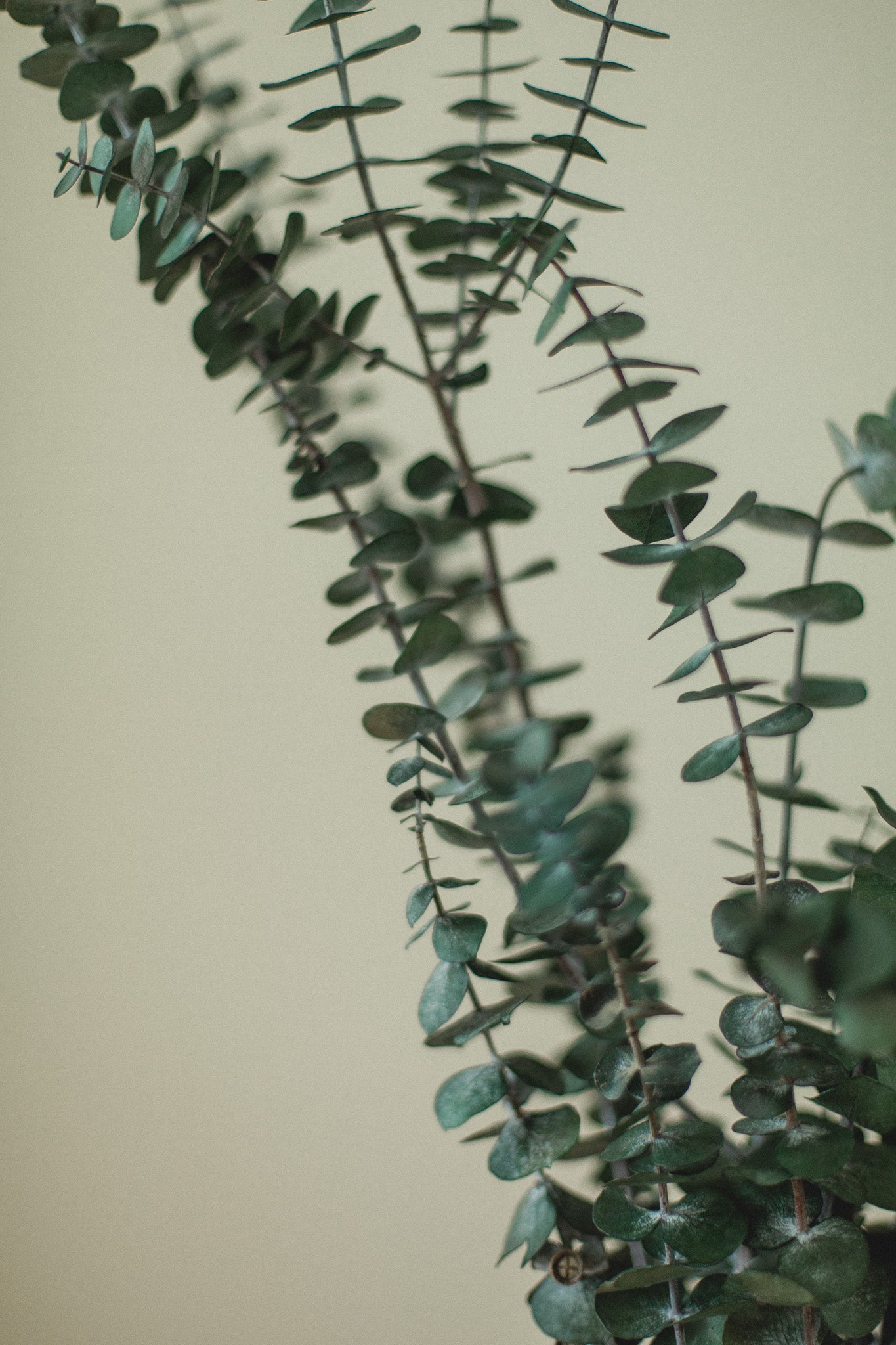 Italian Baby Eucalyptus