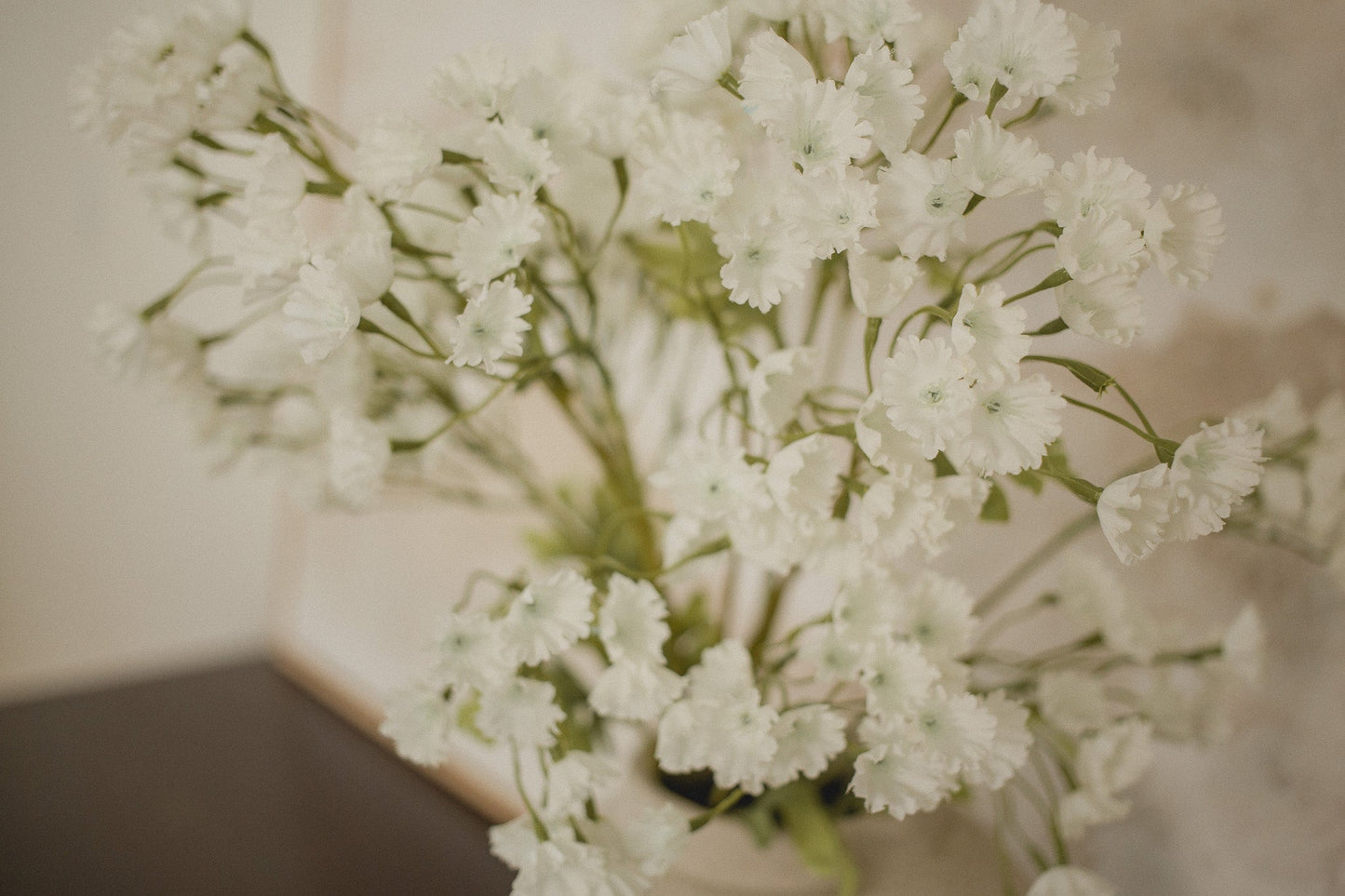 Gypsophila Elegan- Babies breath