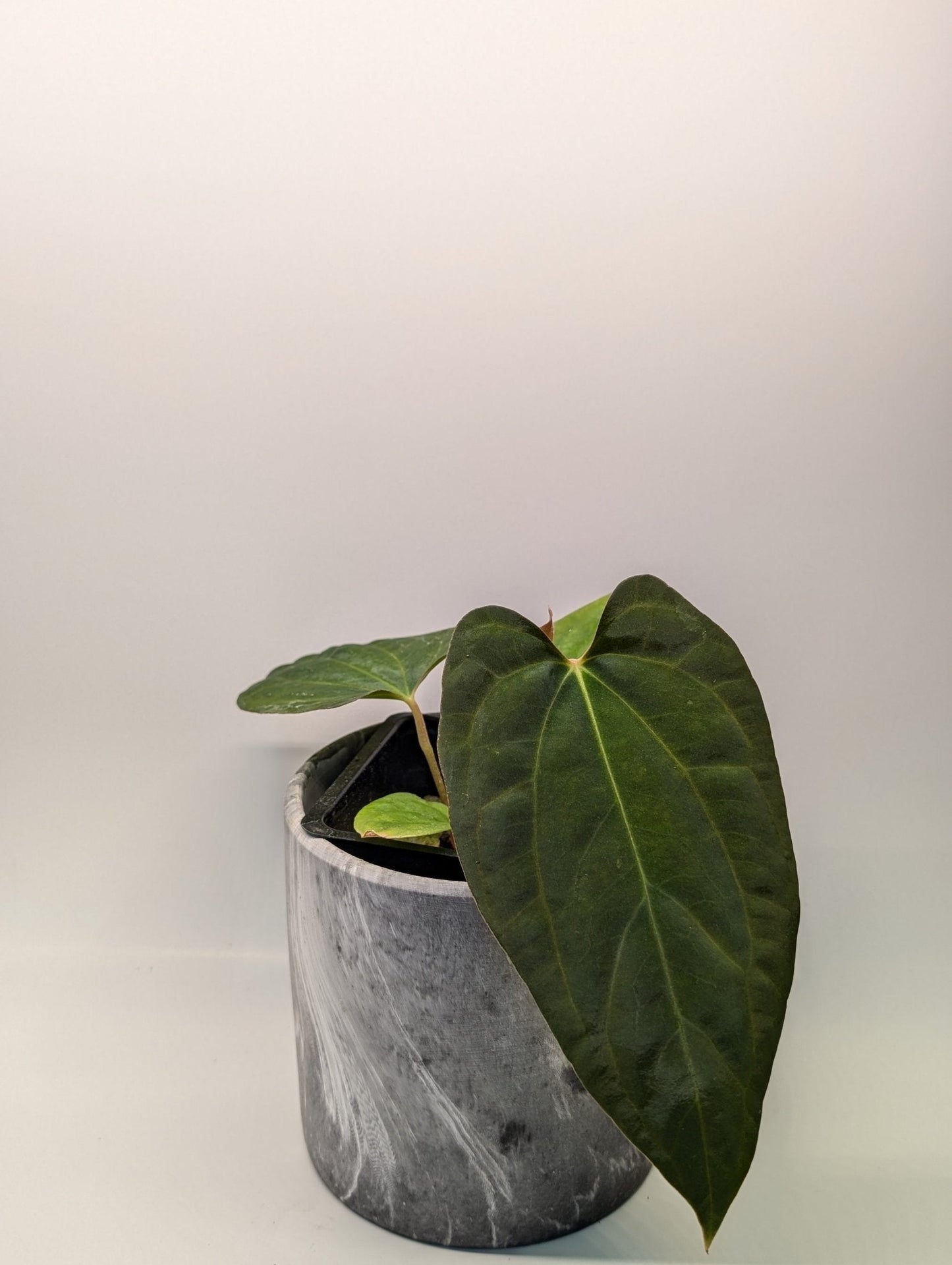 Anthurium (Besseae "Spider" x BVEP) x (FSRL x FS S1)