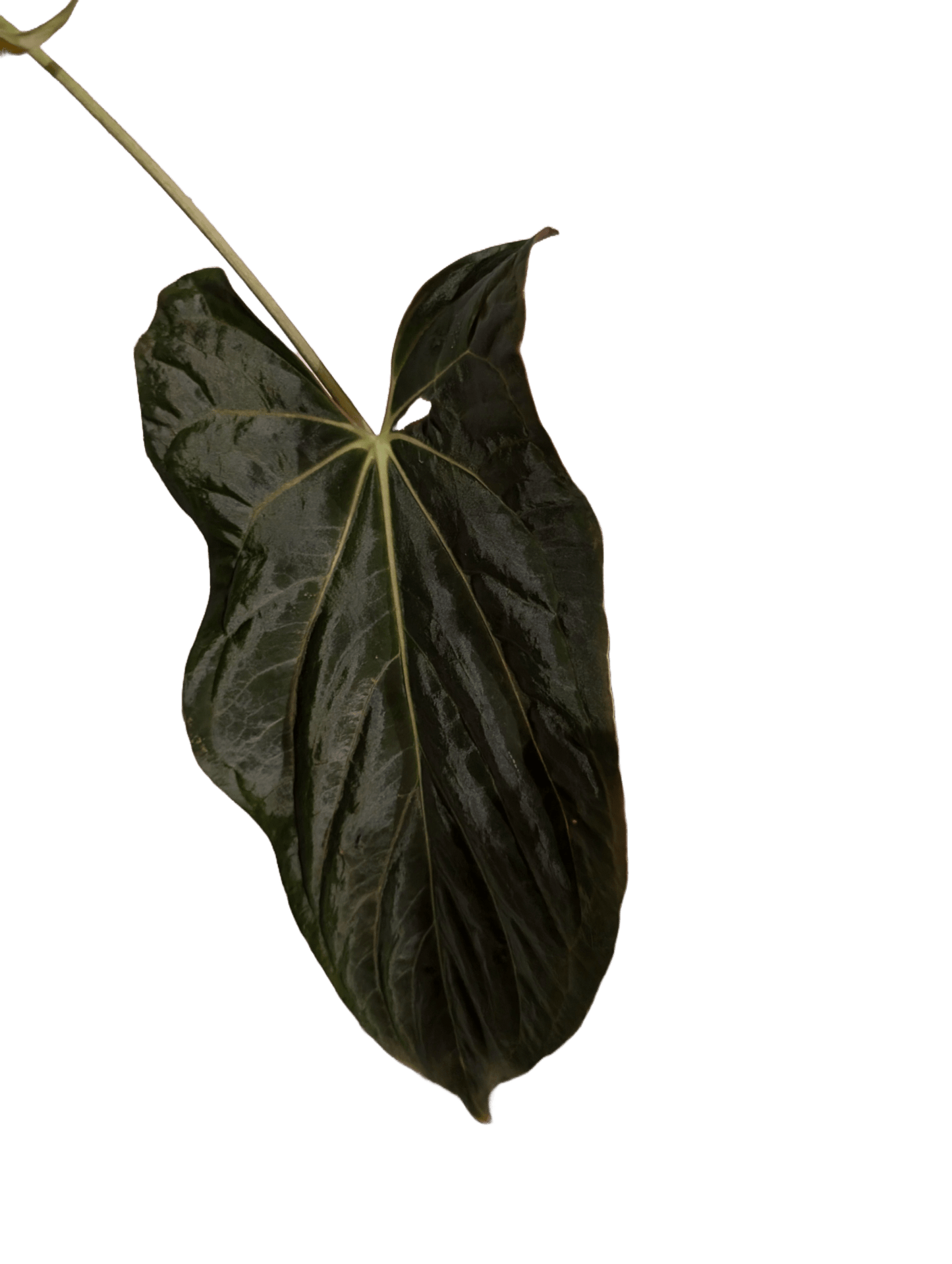 Anthurium (Besseae "Spider" x BVEP) x (FSRL x FS S1)