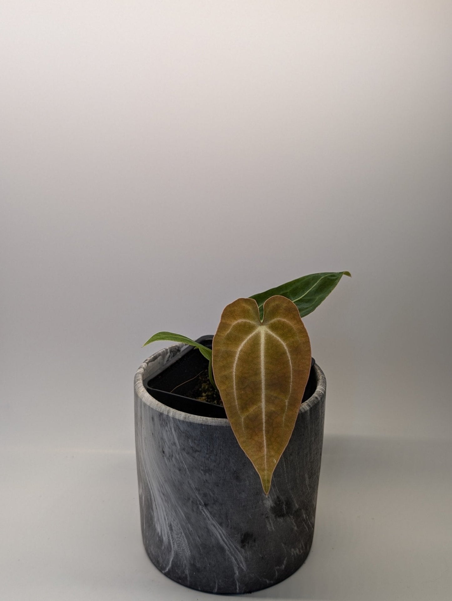 Anthurium (Besseae x Magnificum) x Forgetii