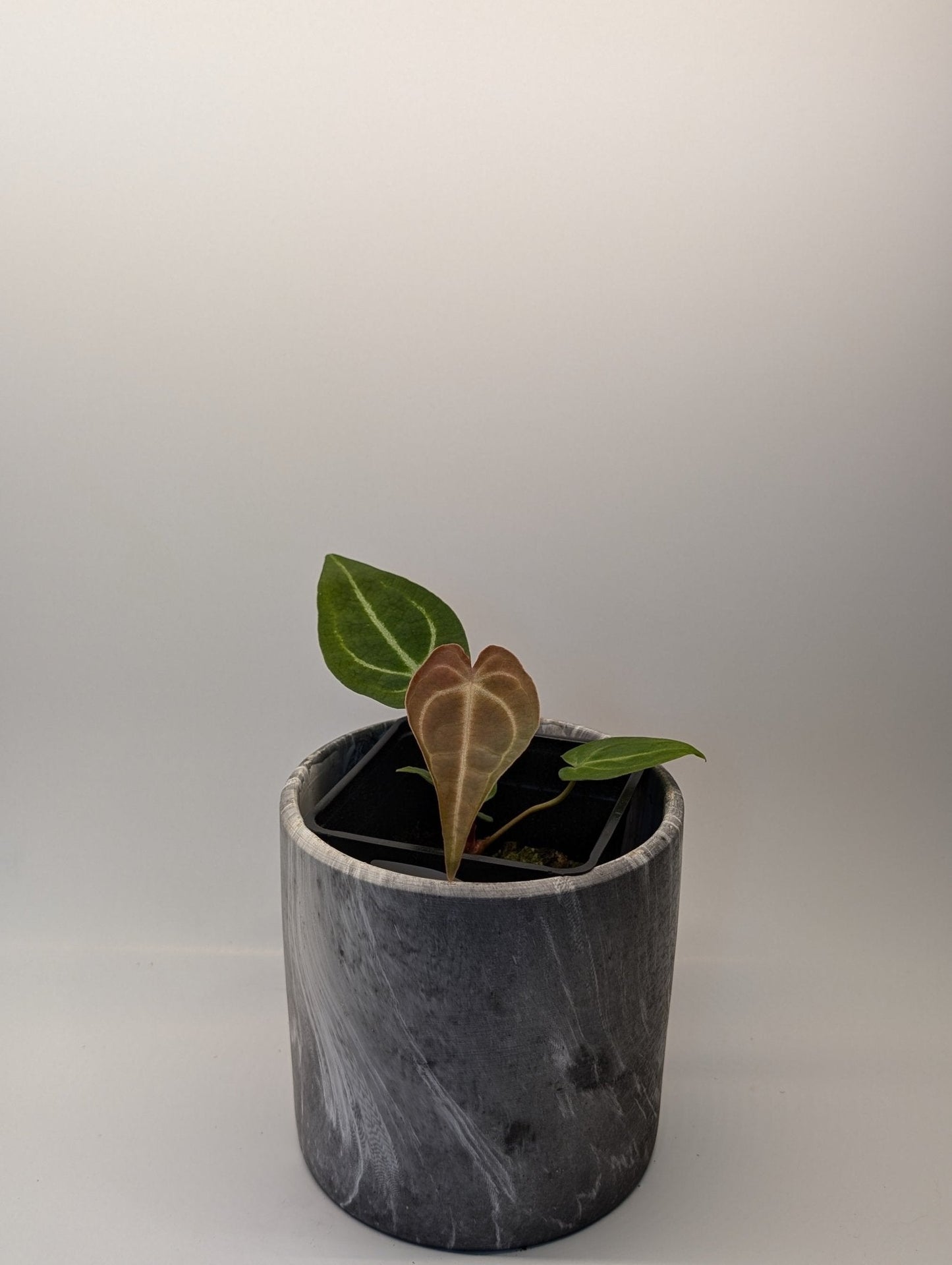 Anthurium (Besseae x Magnificum) x Forgetii