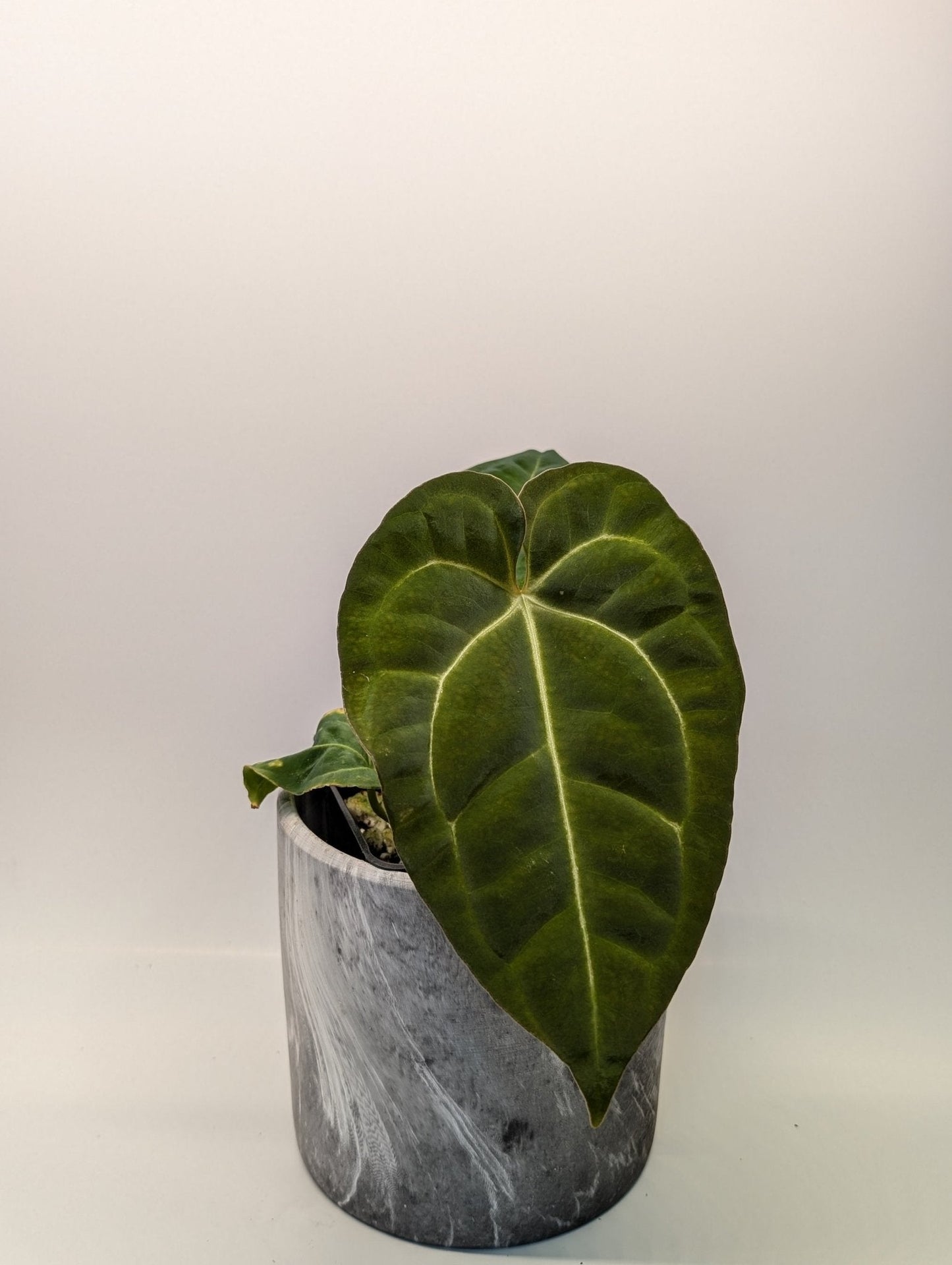 Anthurium Regale x (Dark Crystallinum x Papilliamium)