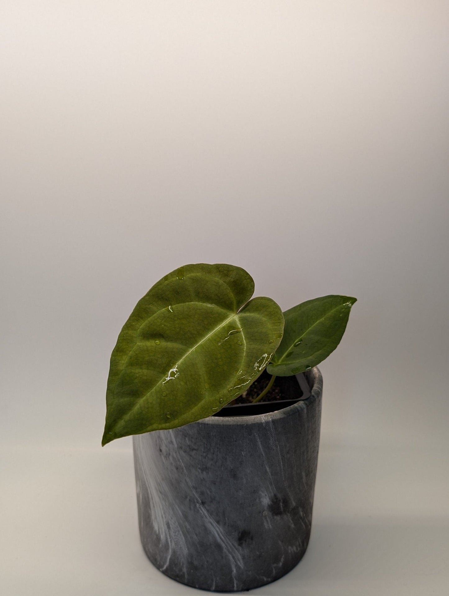 Anthurium Regale x (Dark Crystallinum x Papilliamium)