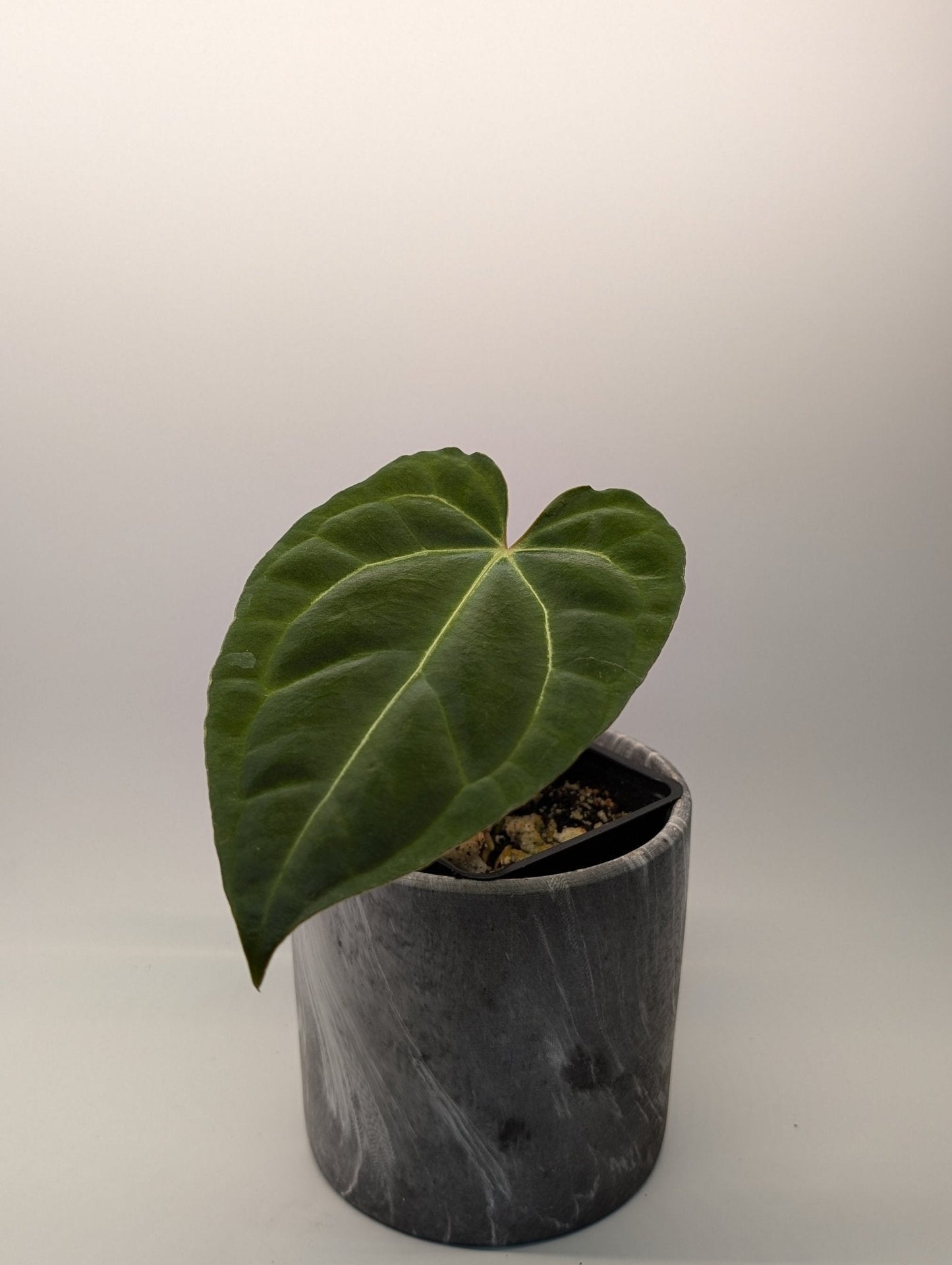Anthurium Regale x (Dark Crystallinum x Papilliamium)