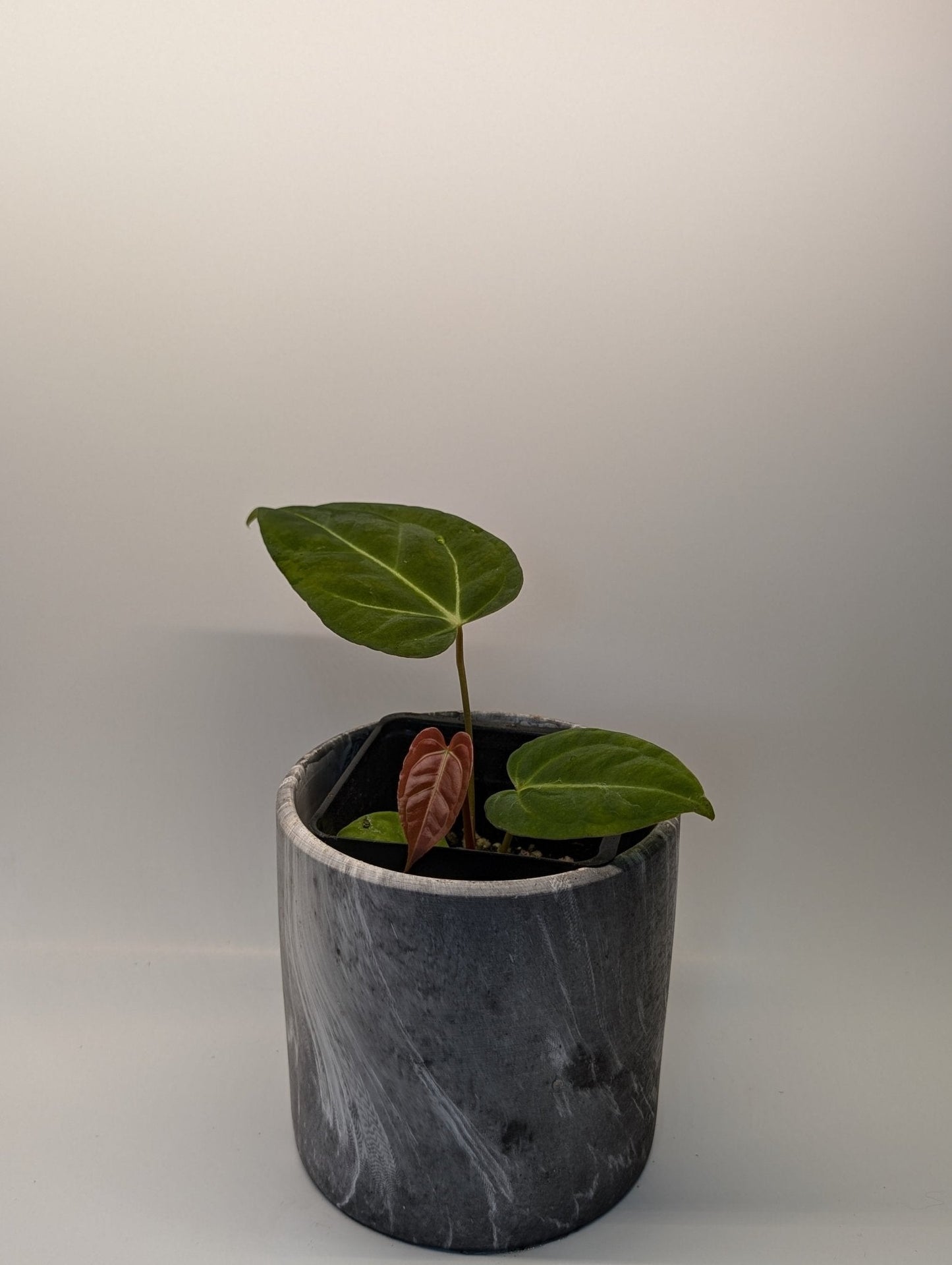 Anthurium Regale x (Dark Crystallinum x Papilliamium)