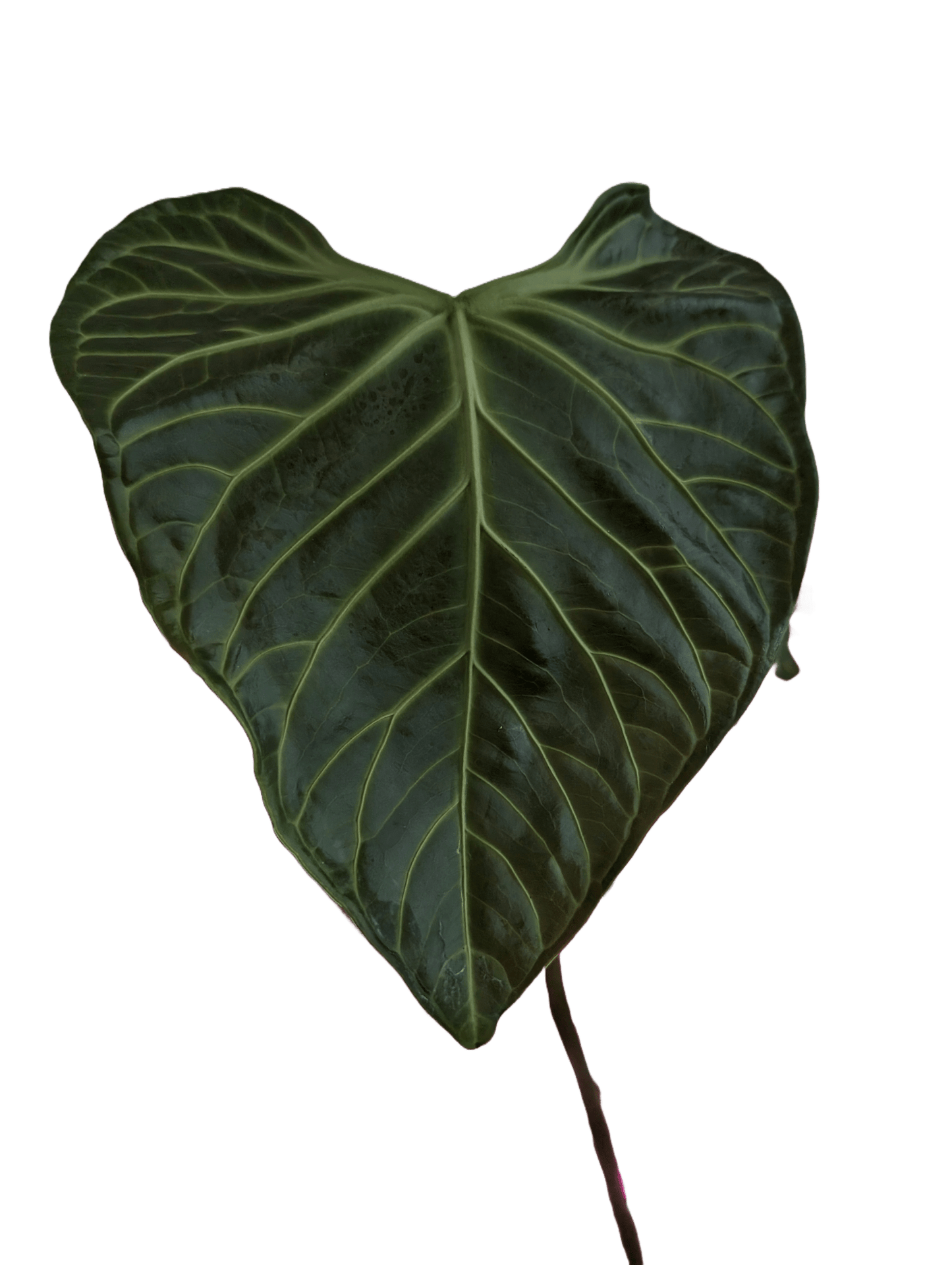 Anthurium Regale x (Dark Crystallinum x Papilliamium)