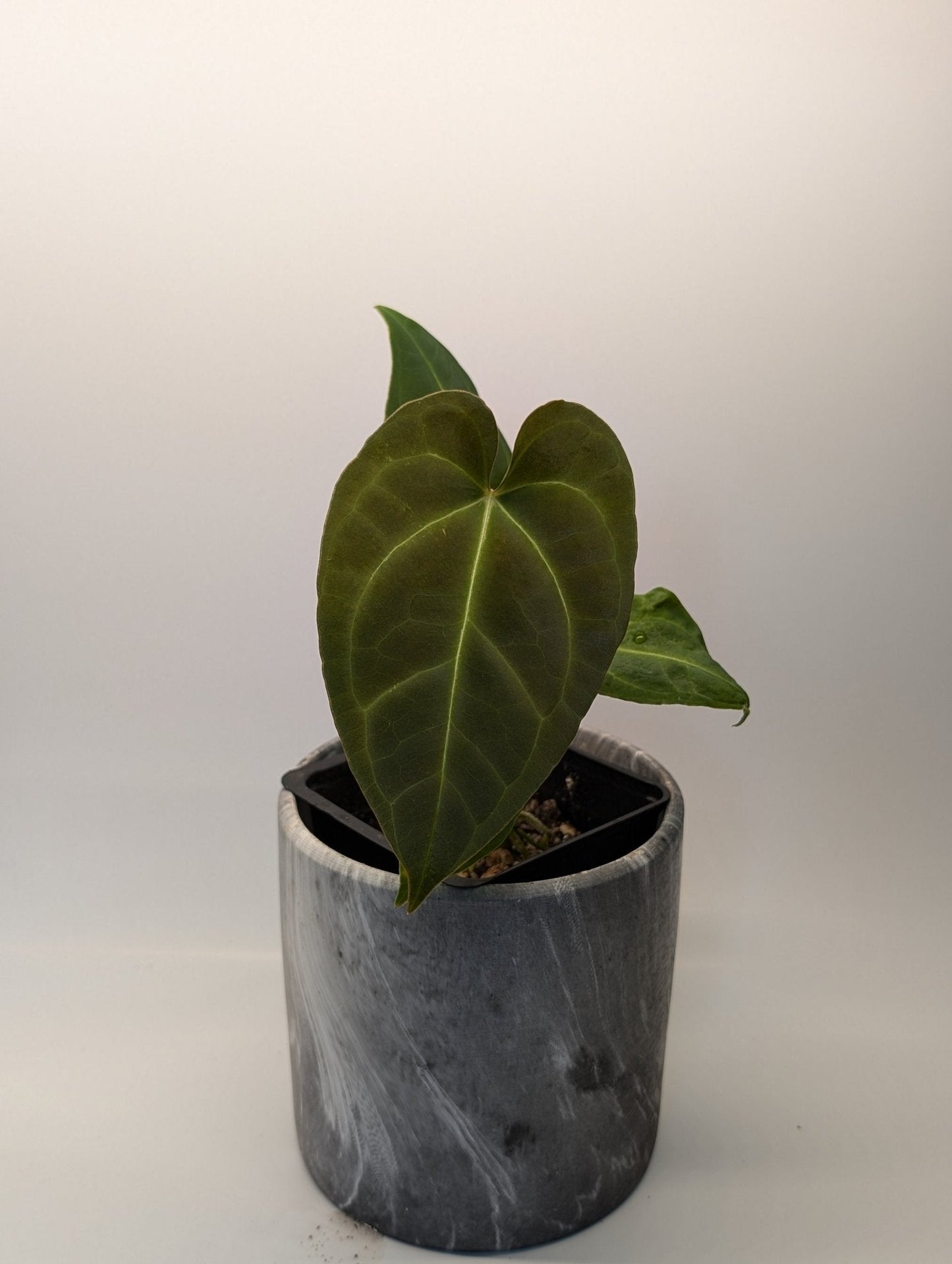 Anthurium Regale x (Dark Crystallinum x Papilliamium)