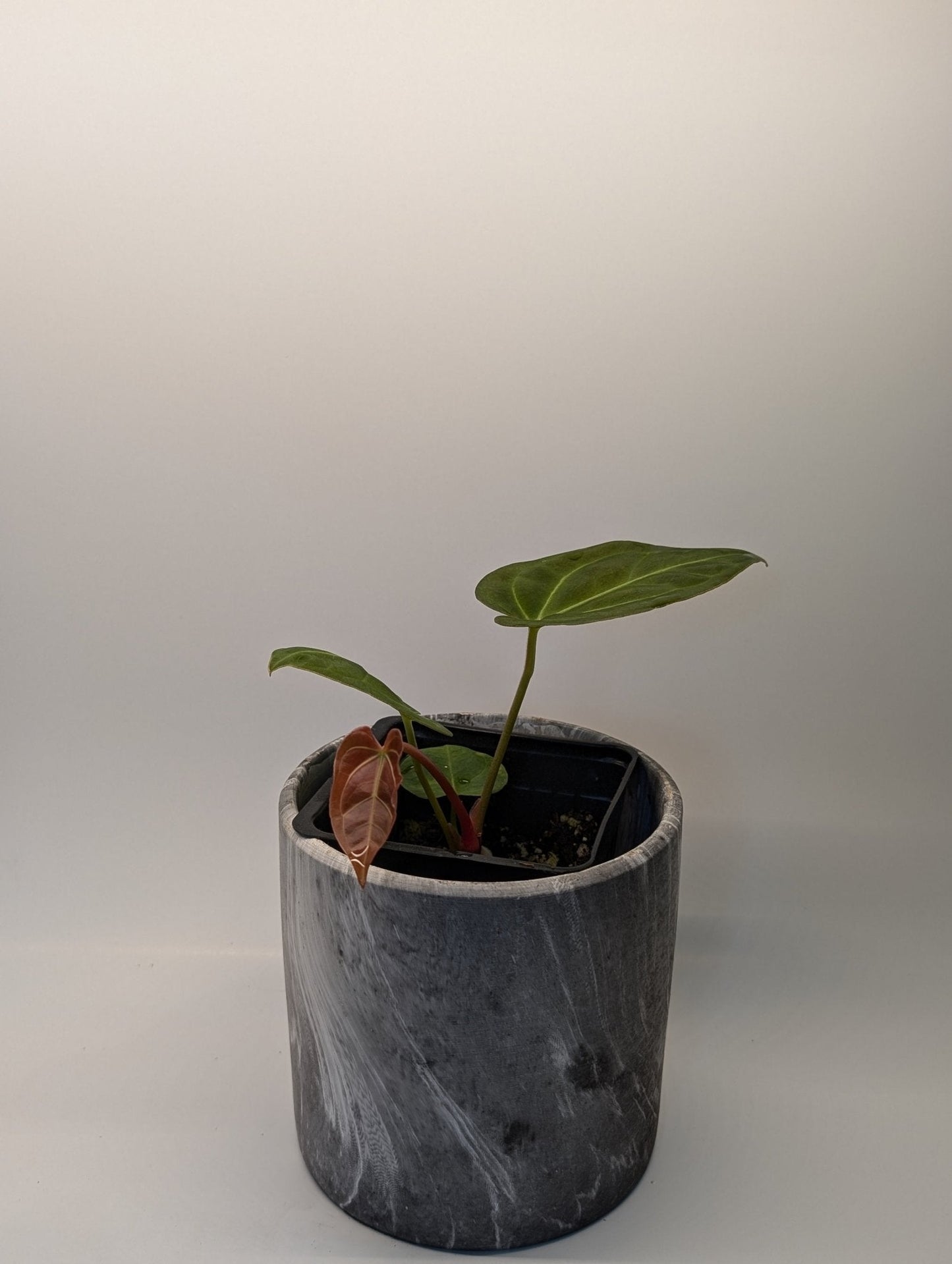 Anthurium Regale x (Dark Crystallinum x Papilliamium)