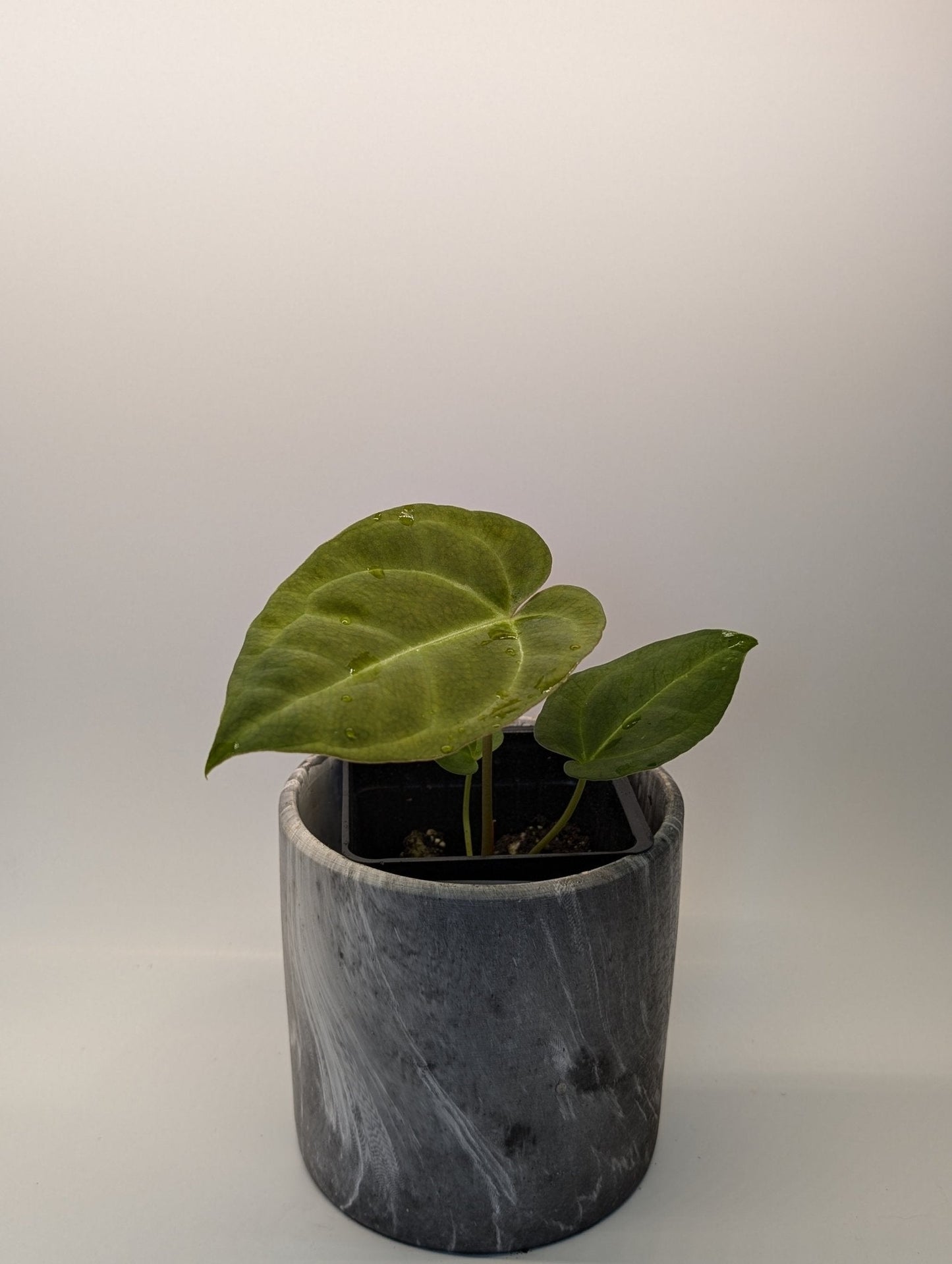 Anthurium Regale x (Dark Crystallinum x Papilliamium)