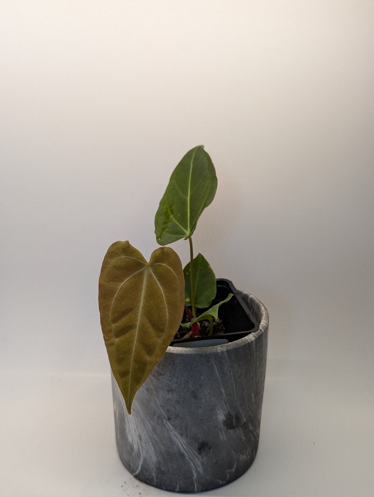 Anthurium Regale x (Dark Crystallinum x Papilliamium)