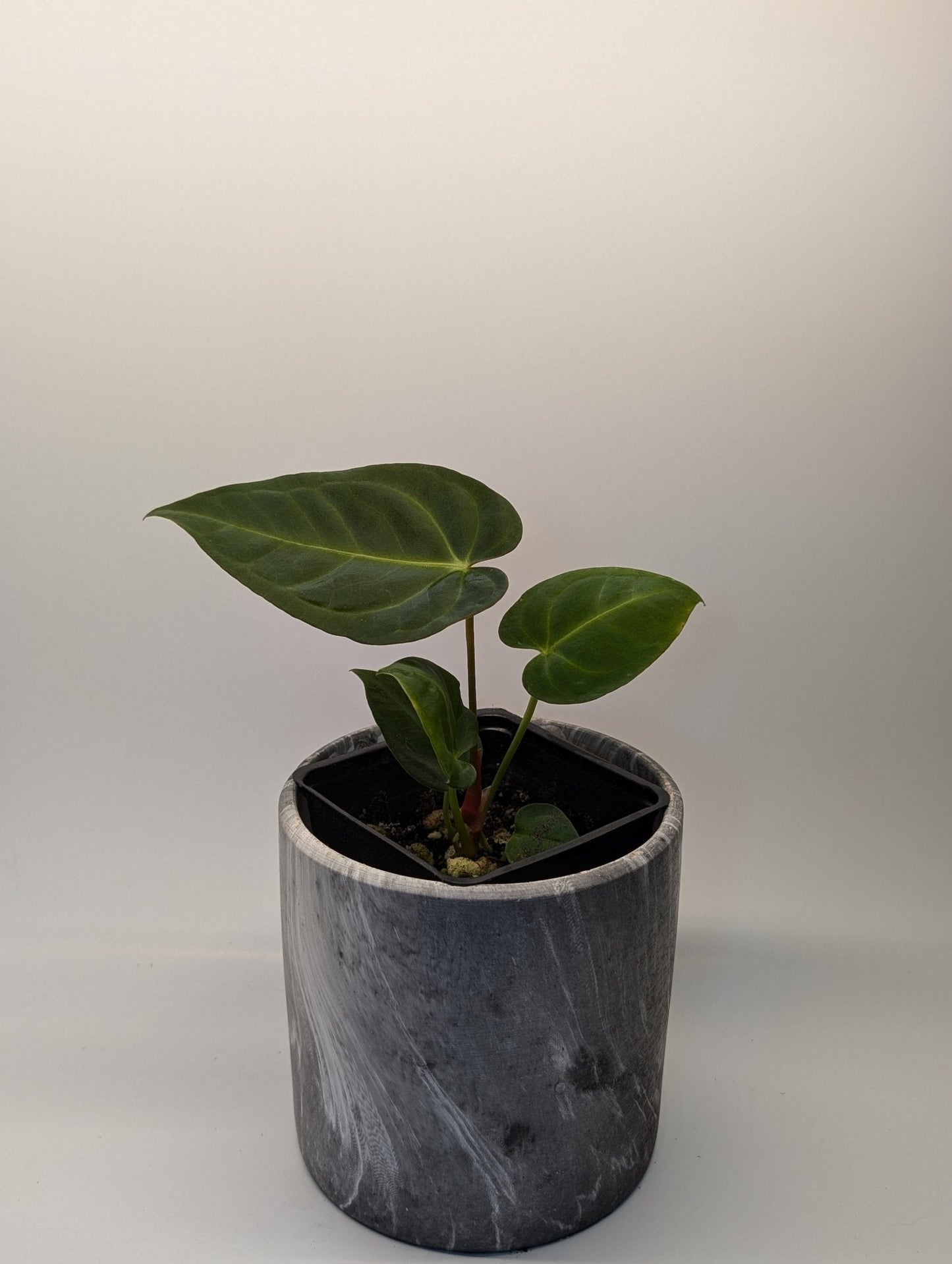 Anthurium Regale x (Dark Crystallinum x Papilliamium)
