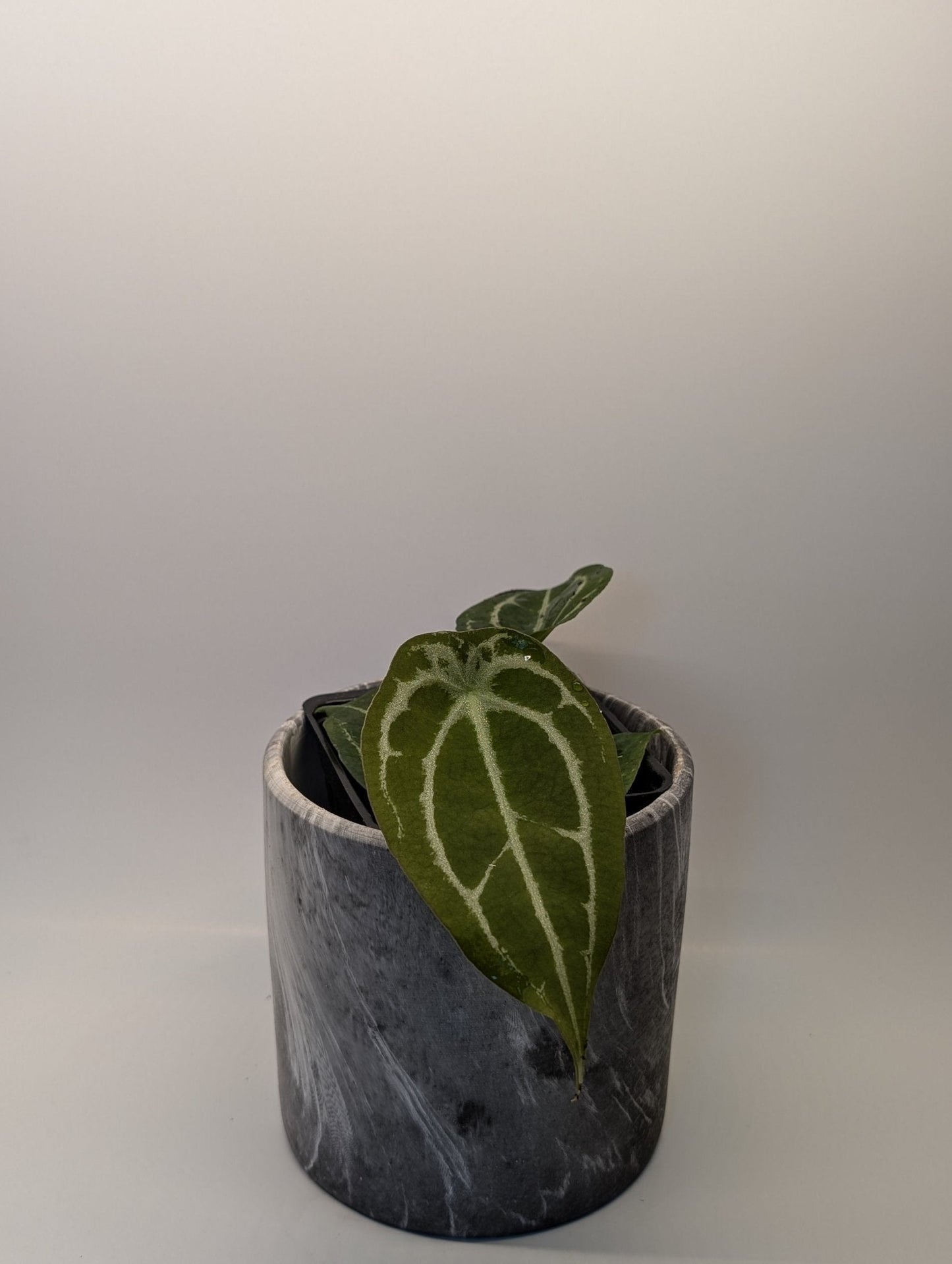 Anthurium Silver Streak x Forgetii