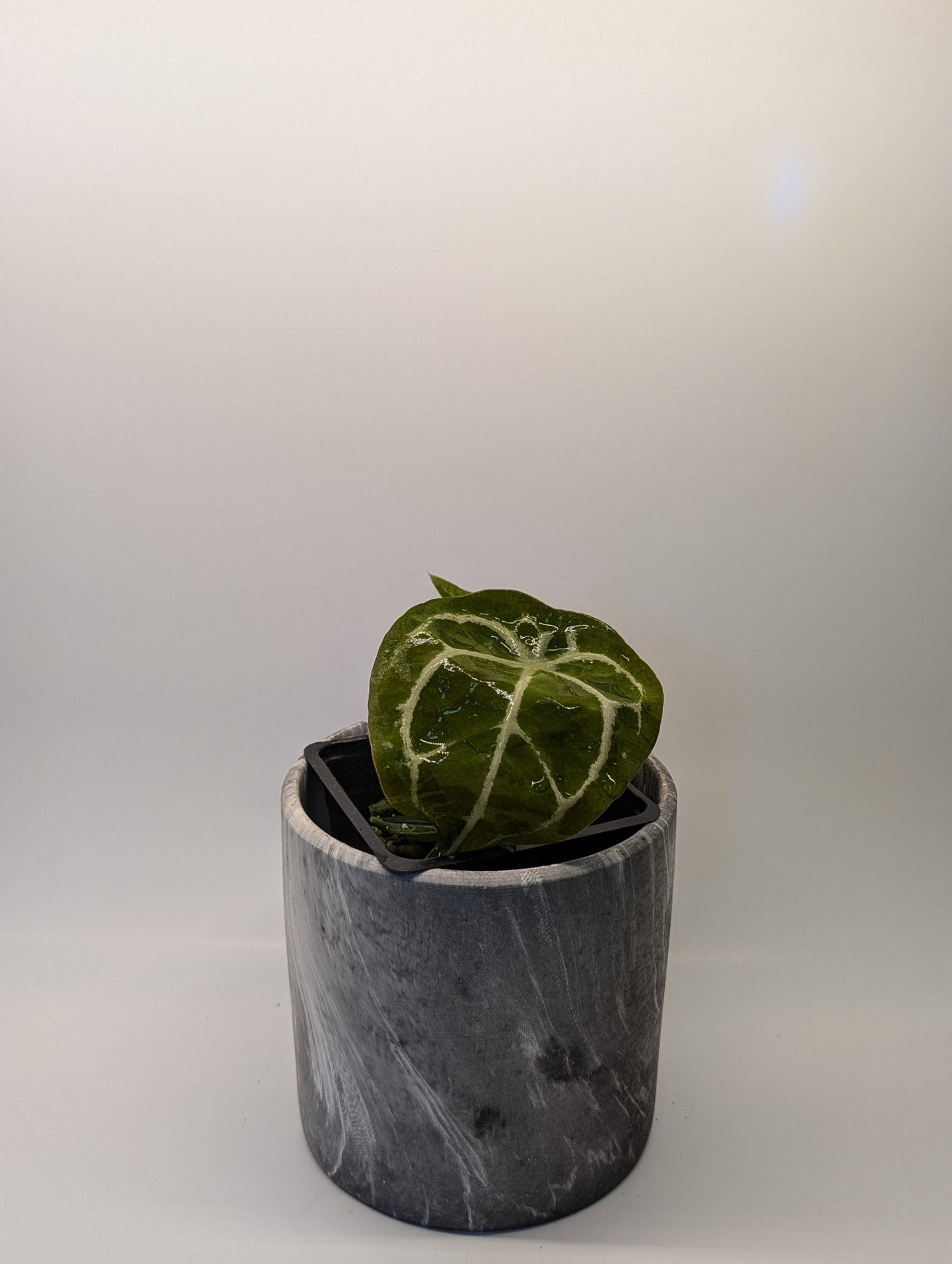 Anthurium Silver Streak x Forgetii