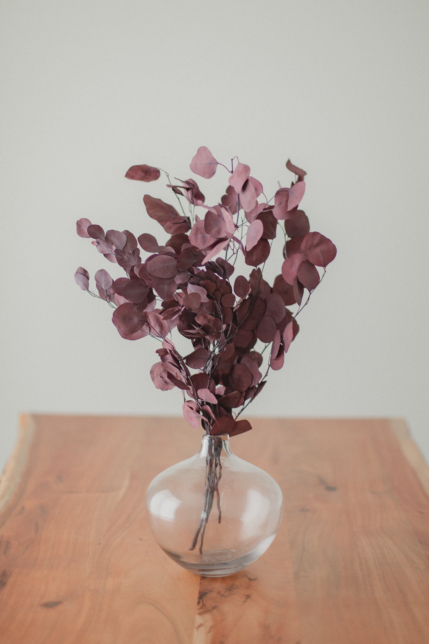 Preserved Silver Dollar Eucalyptus Bundle