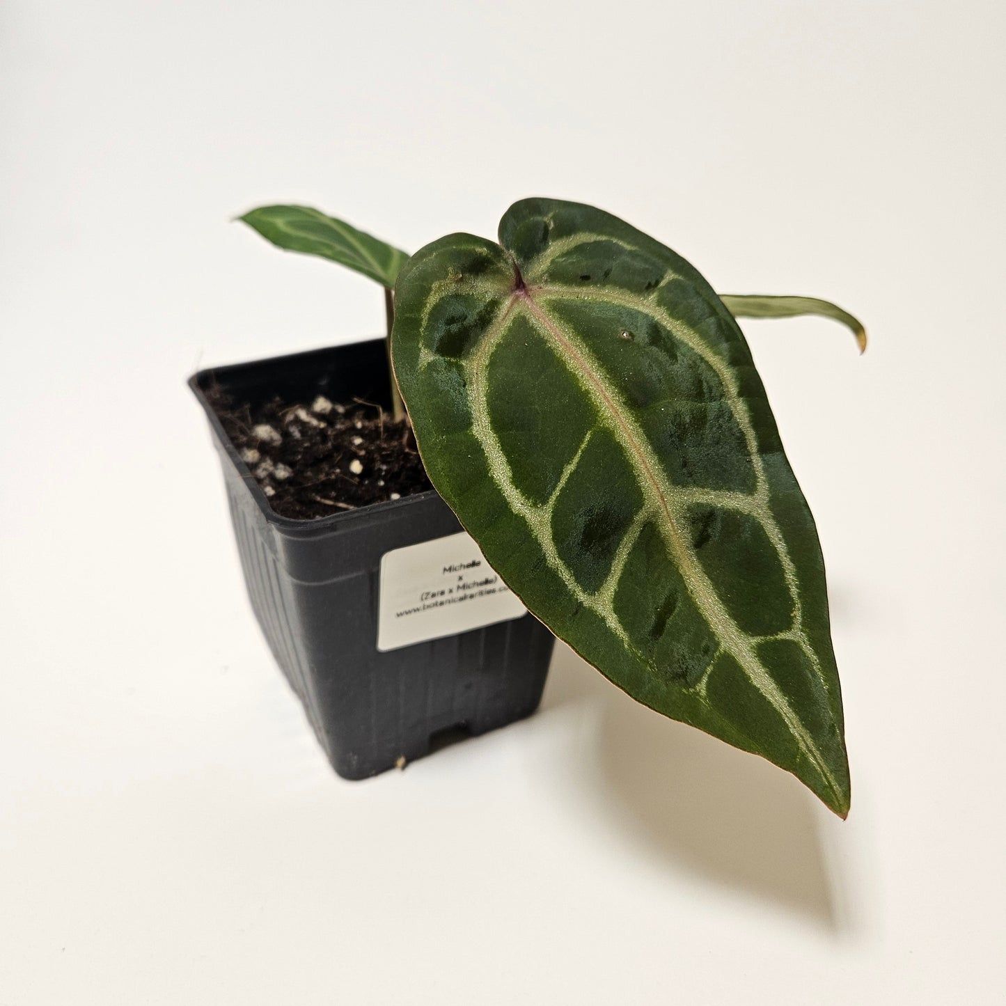 Michelle x (Zara x Michelle)