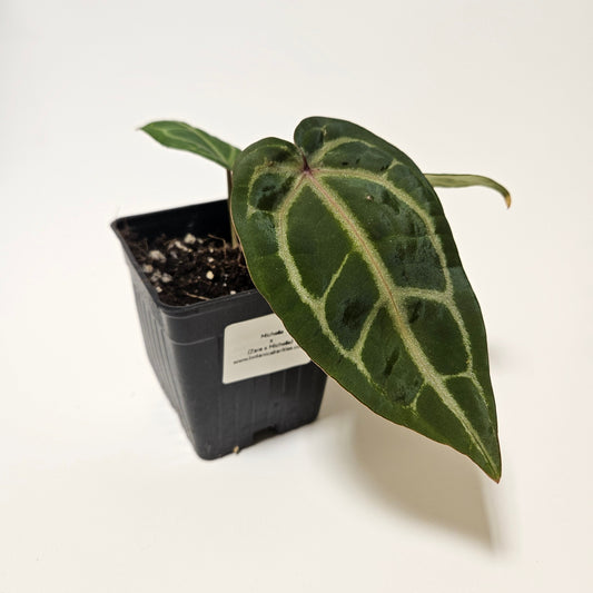 Michelle x (Zara x Michelle)