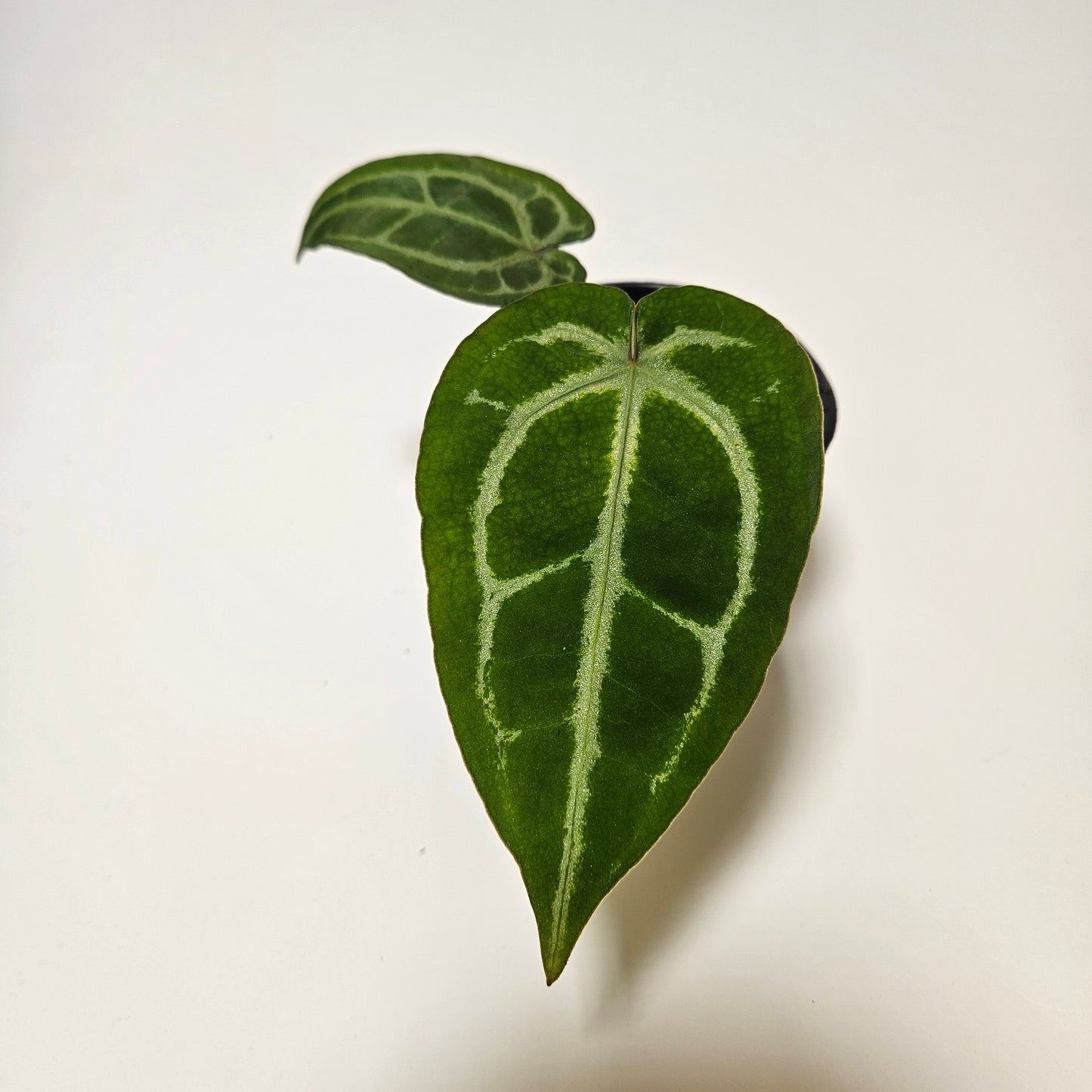 Michelle x (Zara x Michelle)