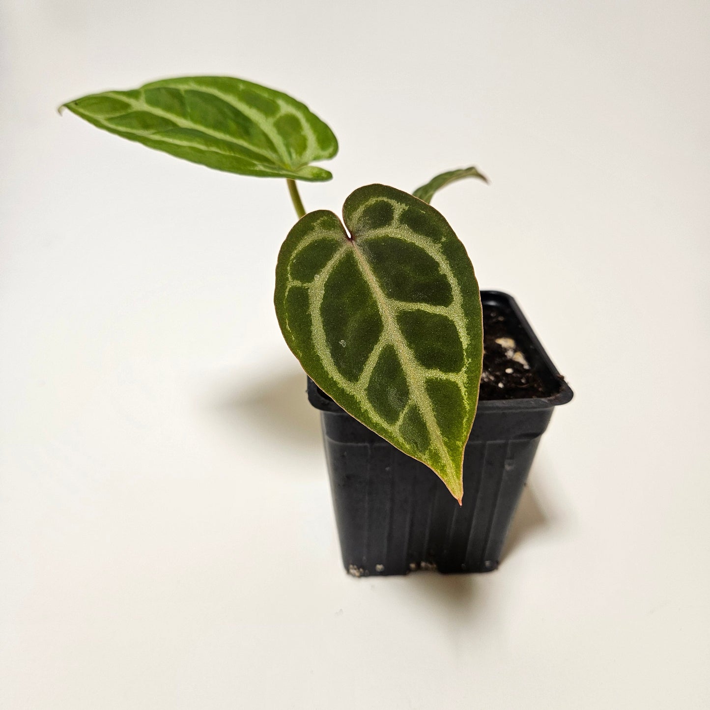 Michelle x (Zara x Michelle)