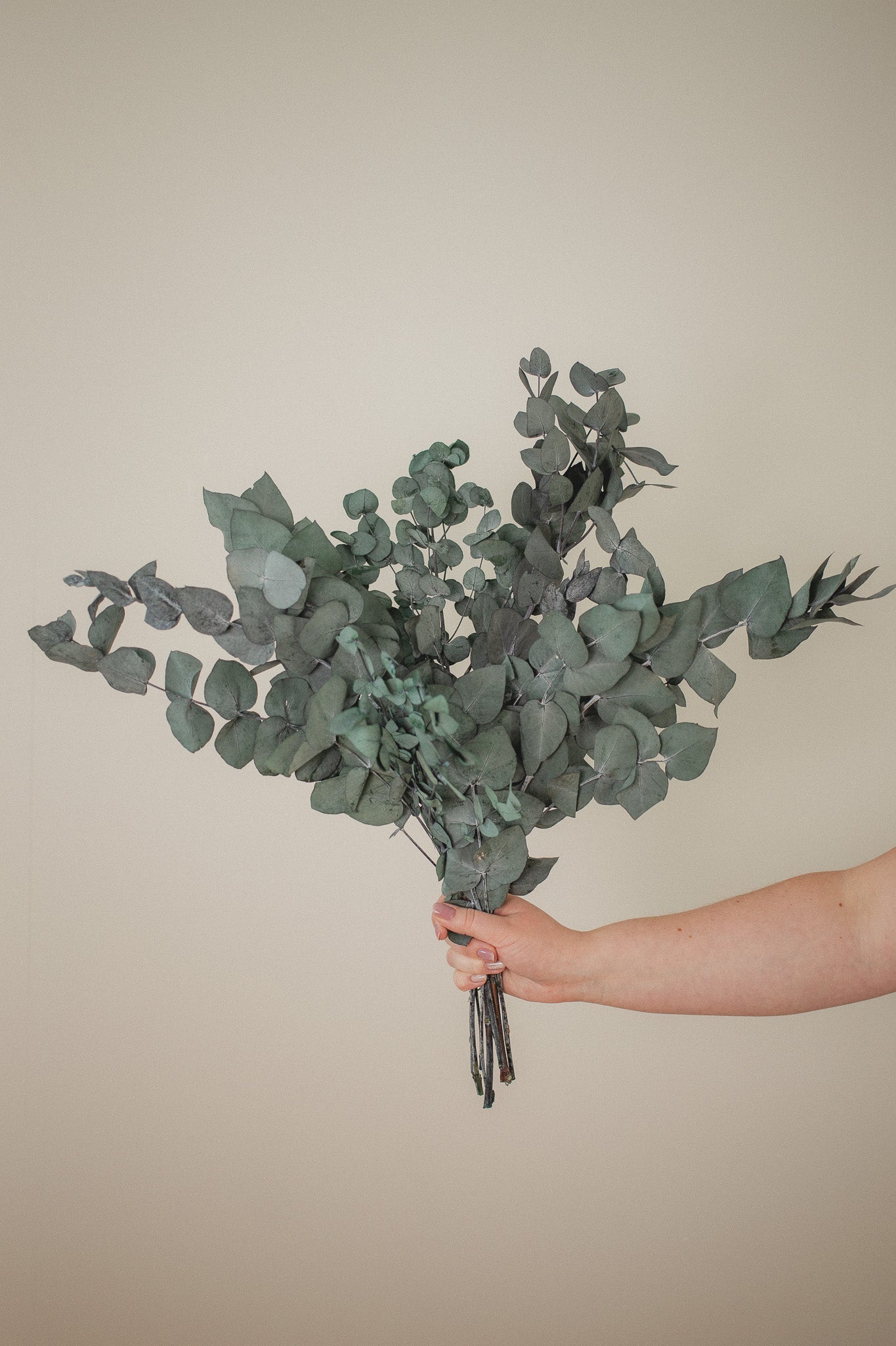 Italian Cinera Eucalyptus