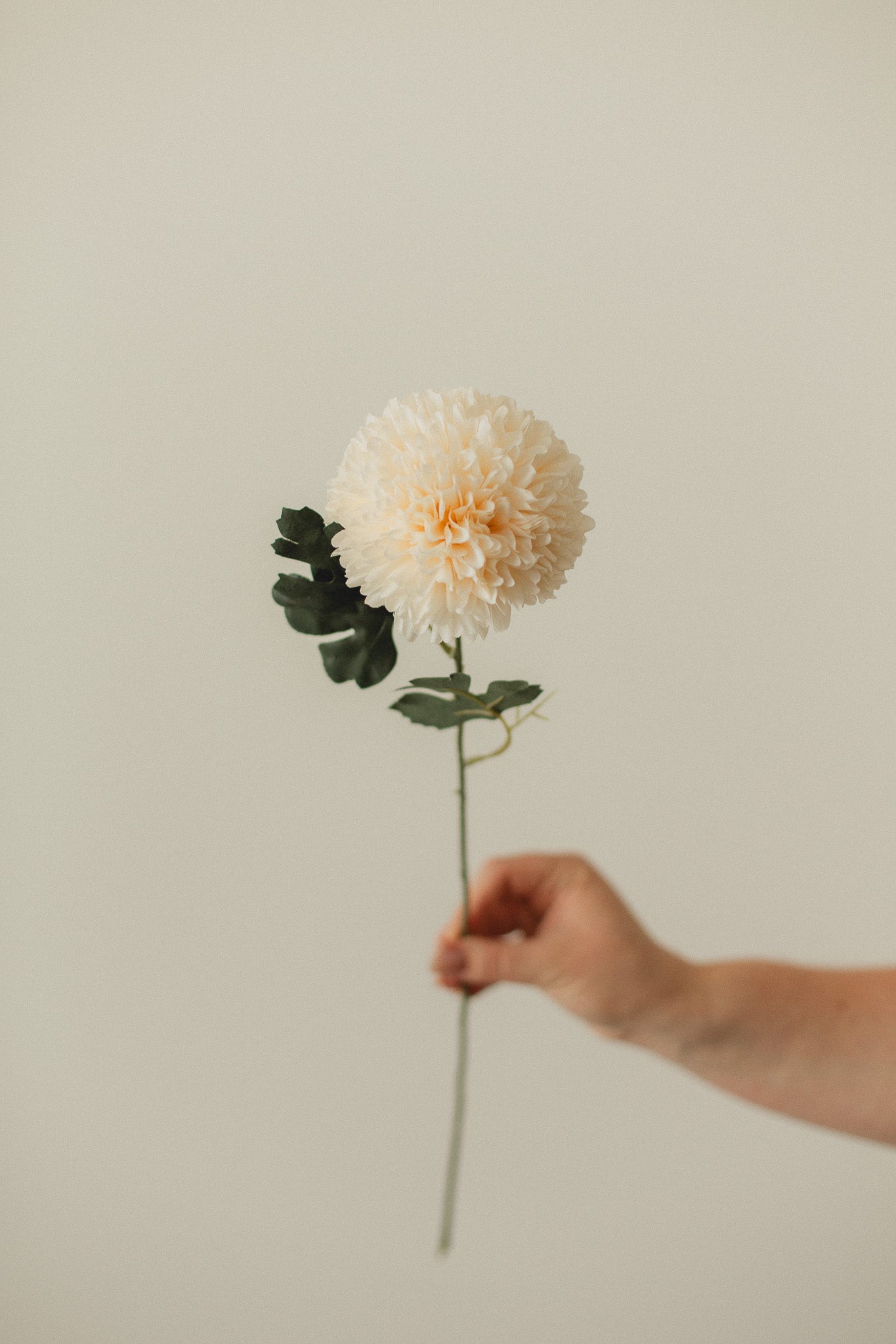 Chrysanthemum