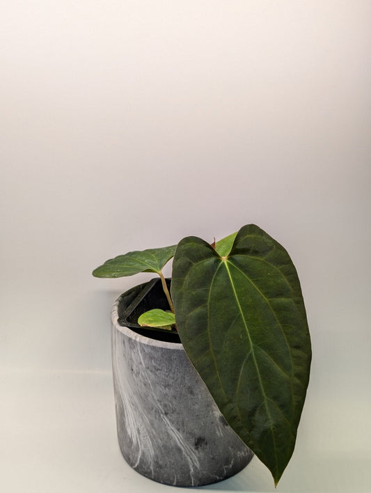 Anthurium (Besseae "Spider" x BVEP) x (FSRL x FS S1)