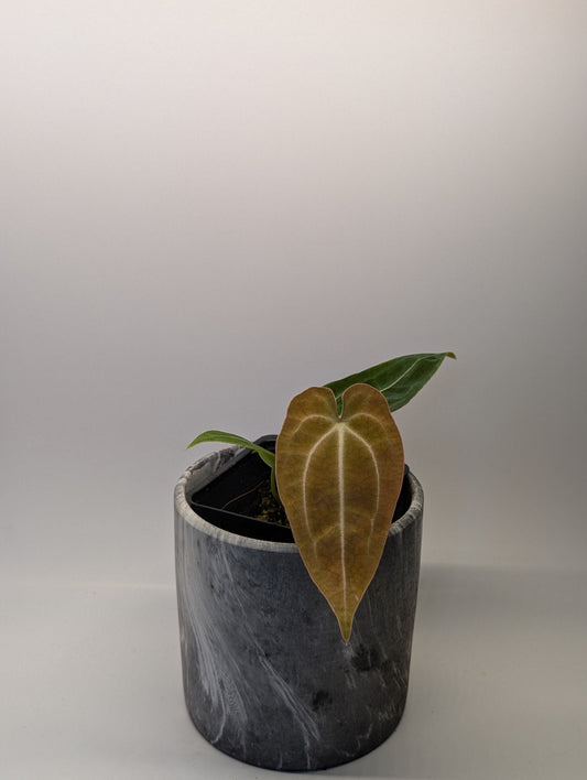 Anthurium (Besseae x Magnificum) x Forgetii