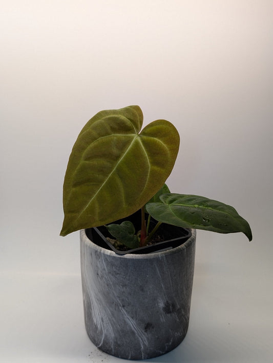 Anthurium Regale x (Dark Crystallinum x Papilliamium)