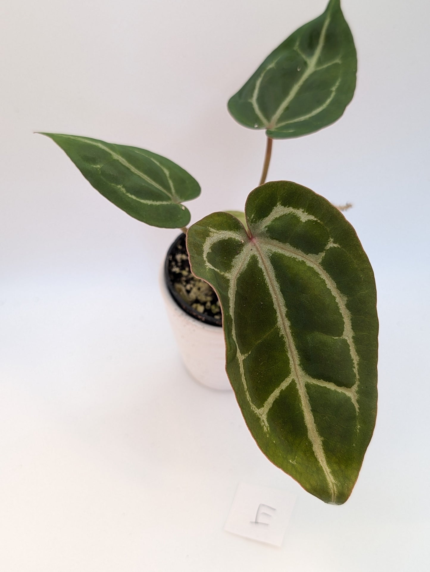 Michelle x (Zara x Michelle)