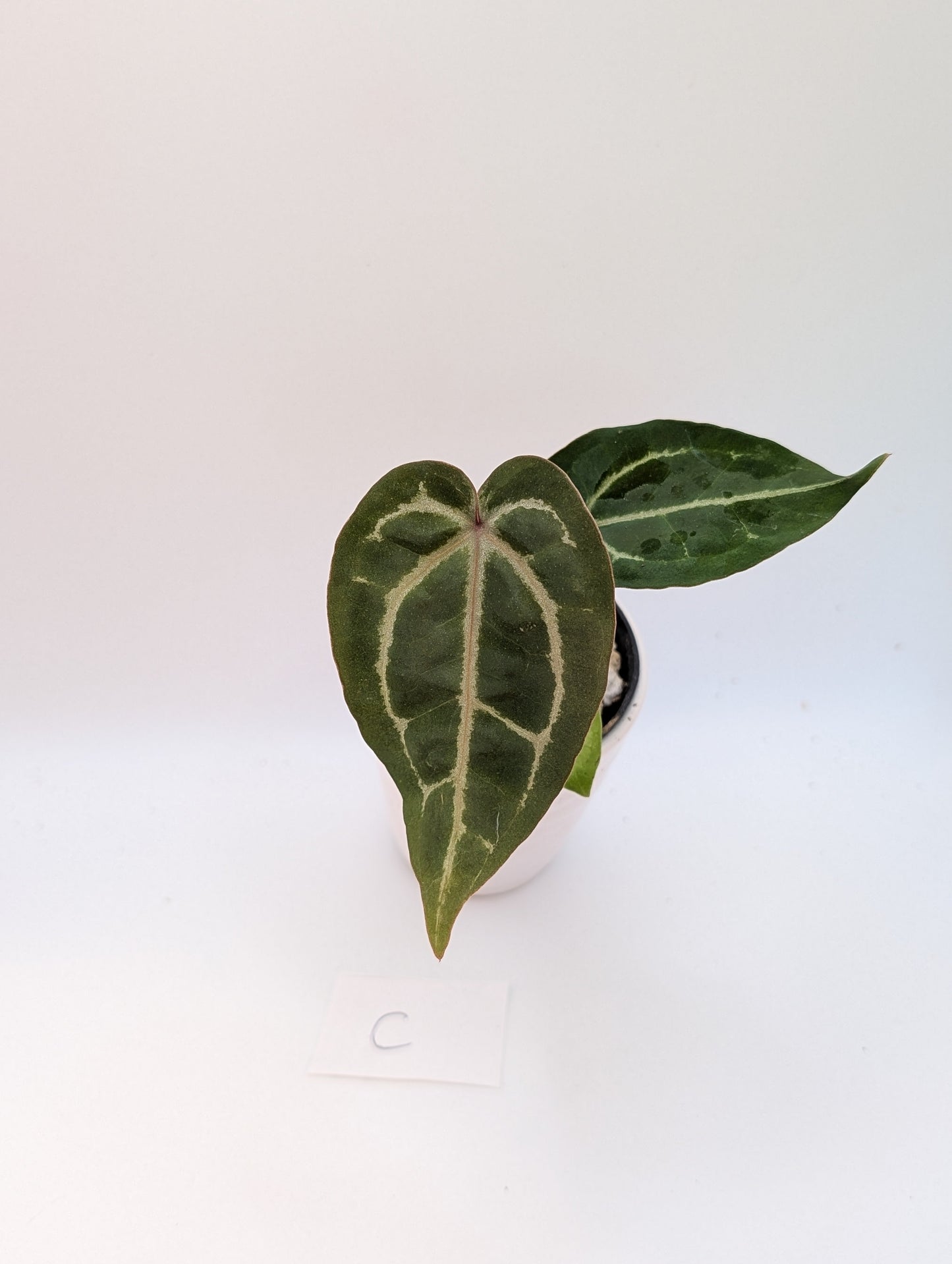 Michelle x (Zara x Michelle)