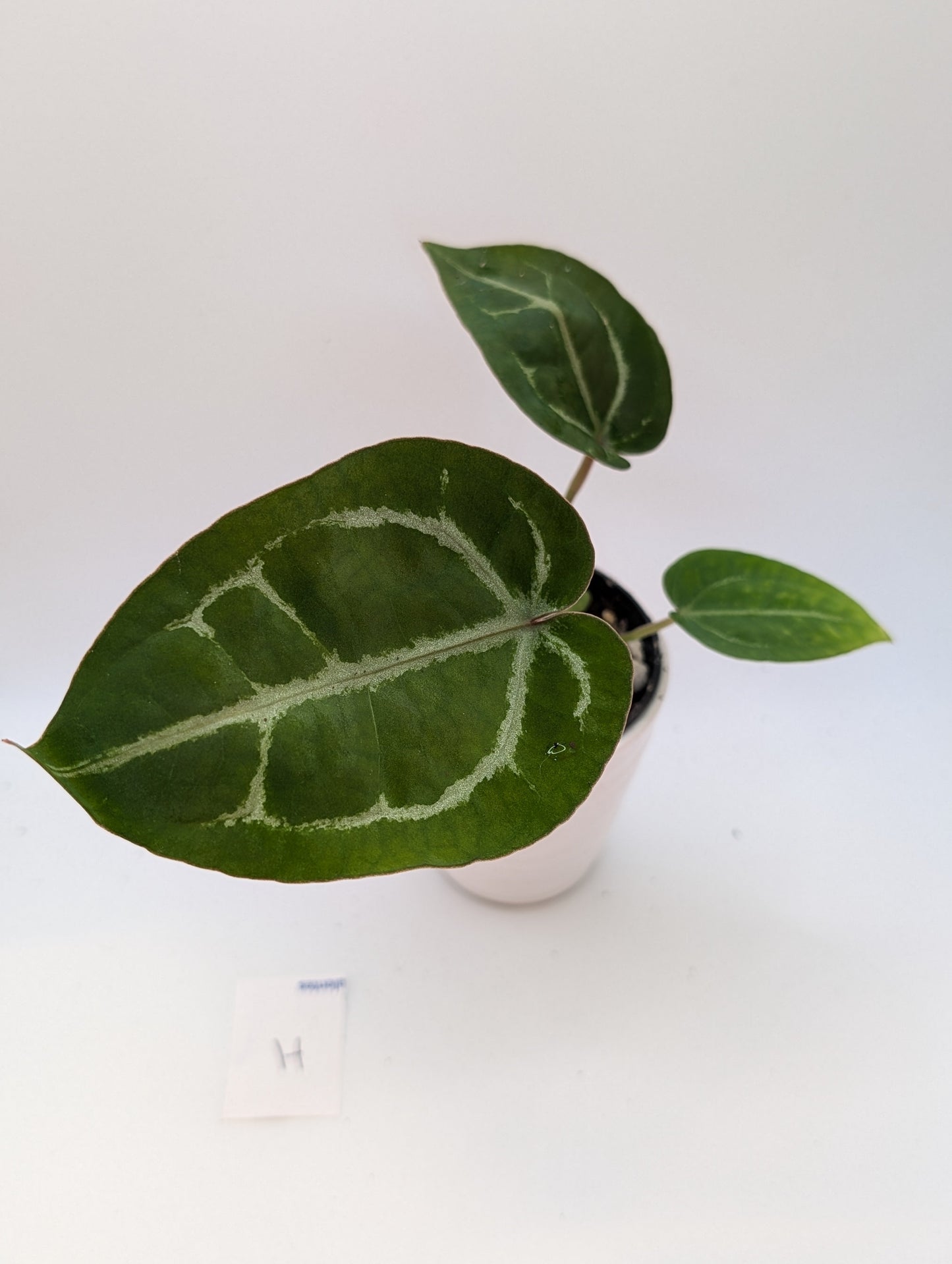 Michelle x (Zara x Michelle)