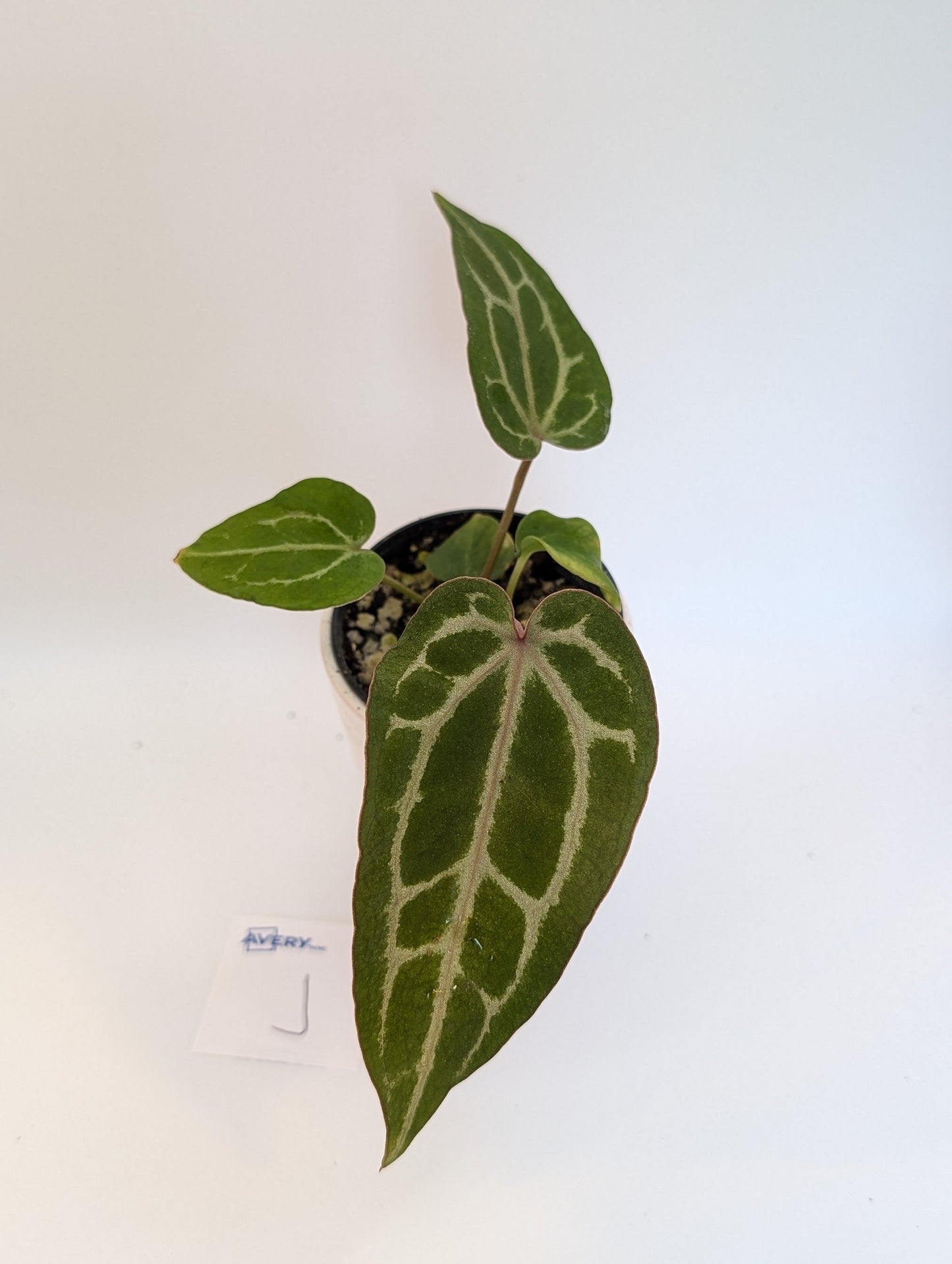 Michelle x (Zara x Michelle)