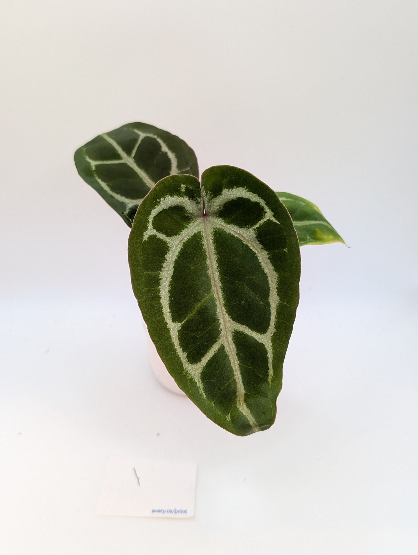 Michelle x (Zara x Michelle)