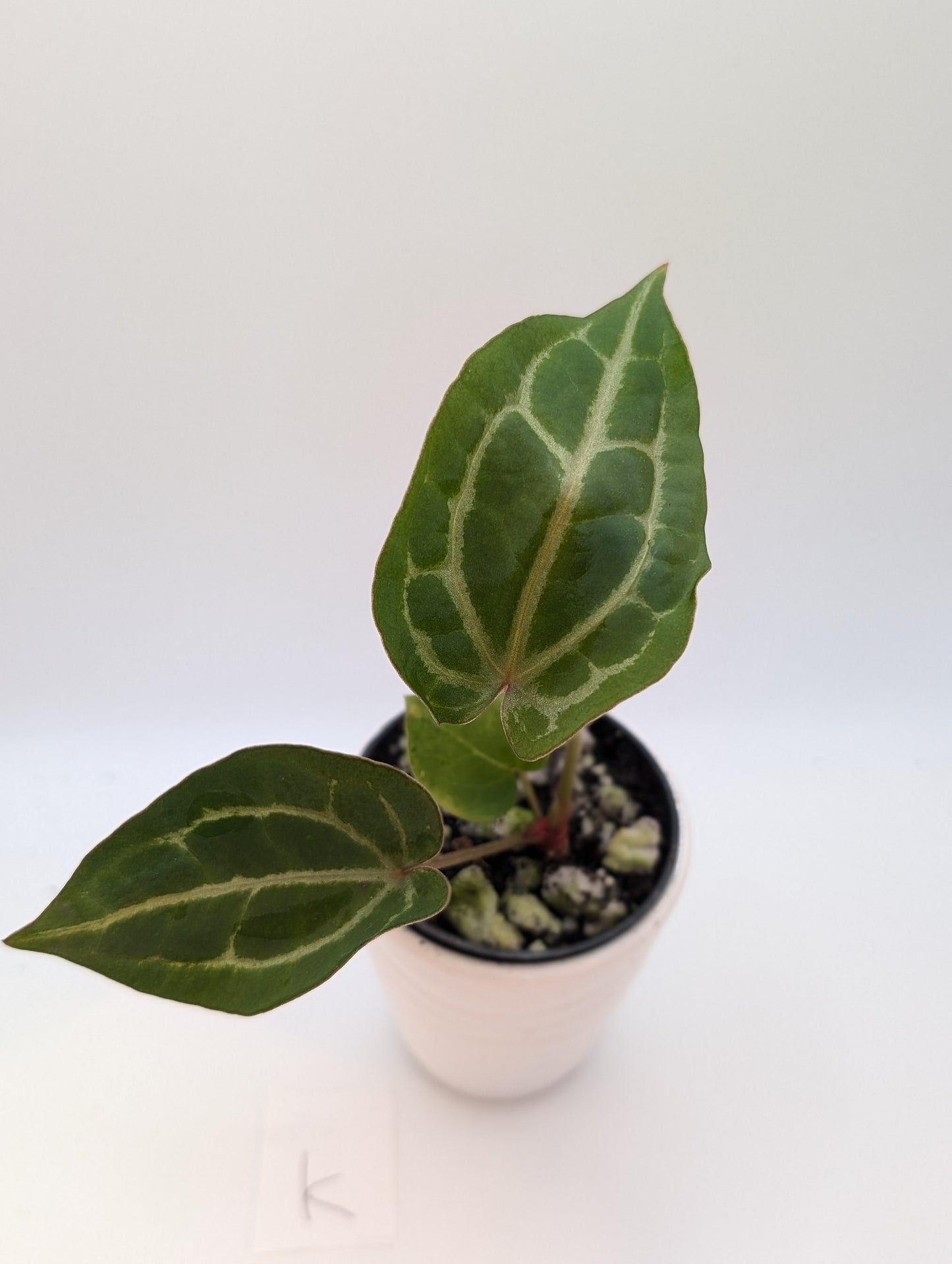 Michelle x (Zara x Michelle)