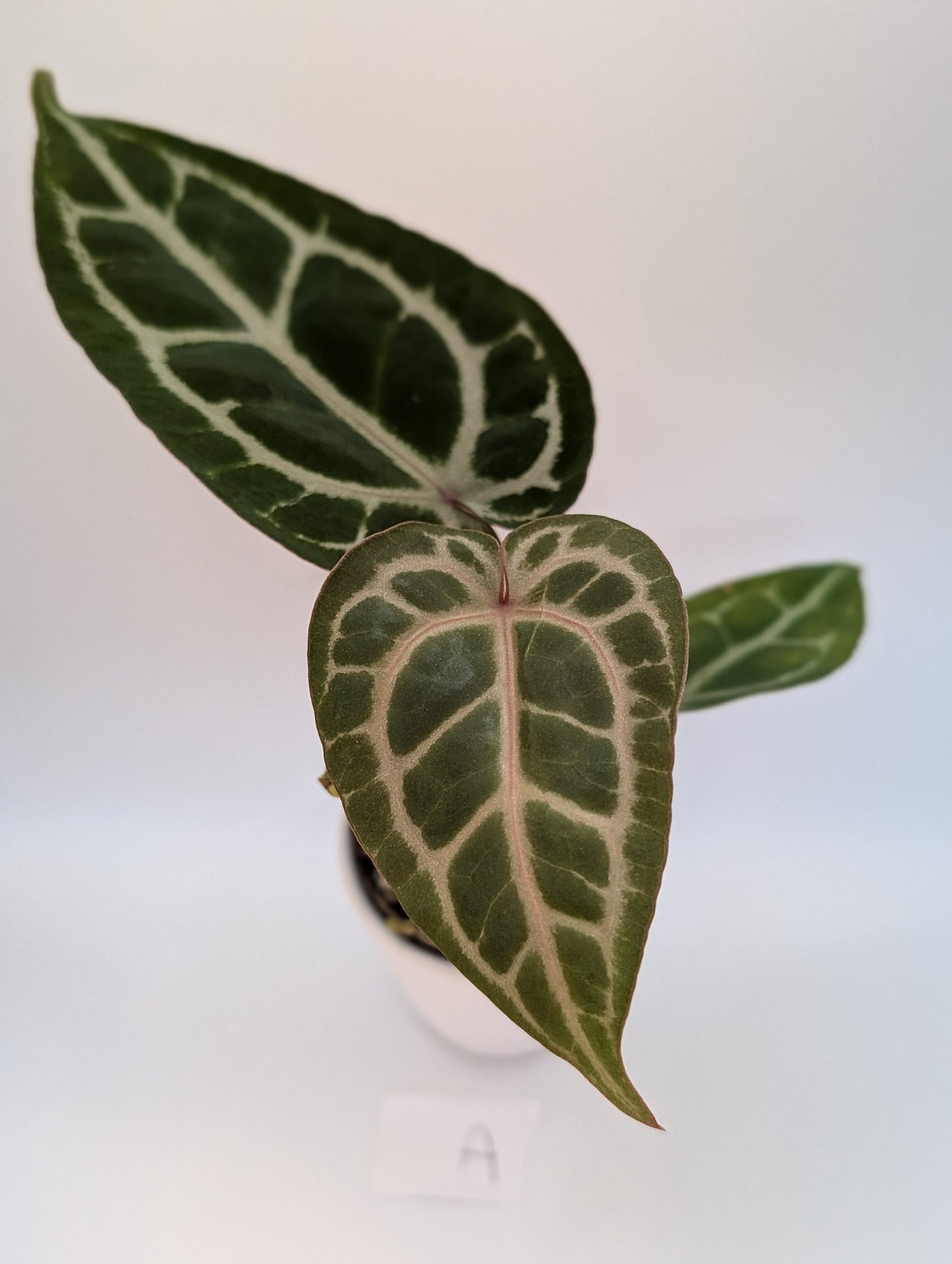 Michelle x (Zara x Michelle)