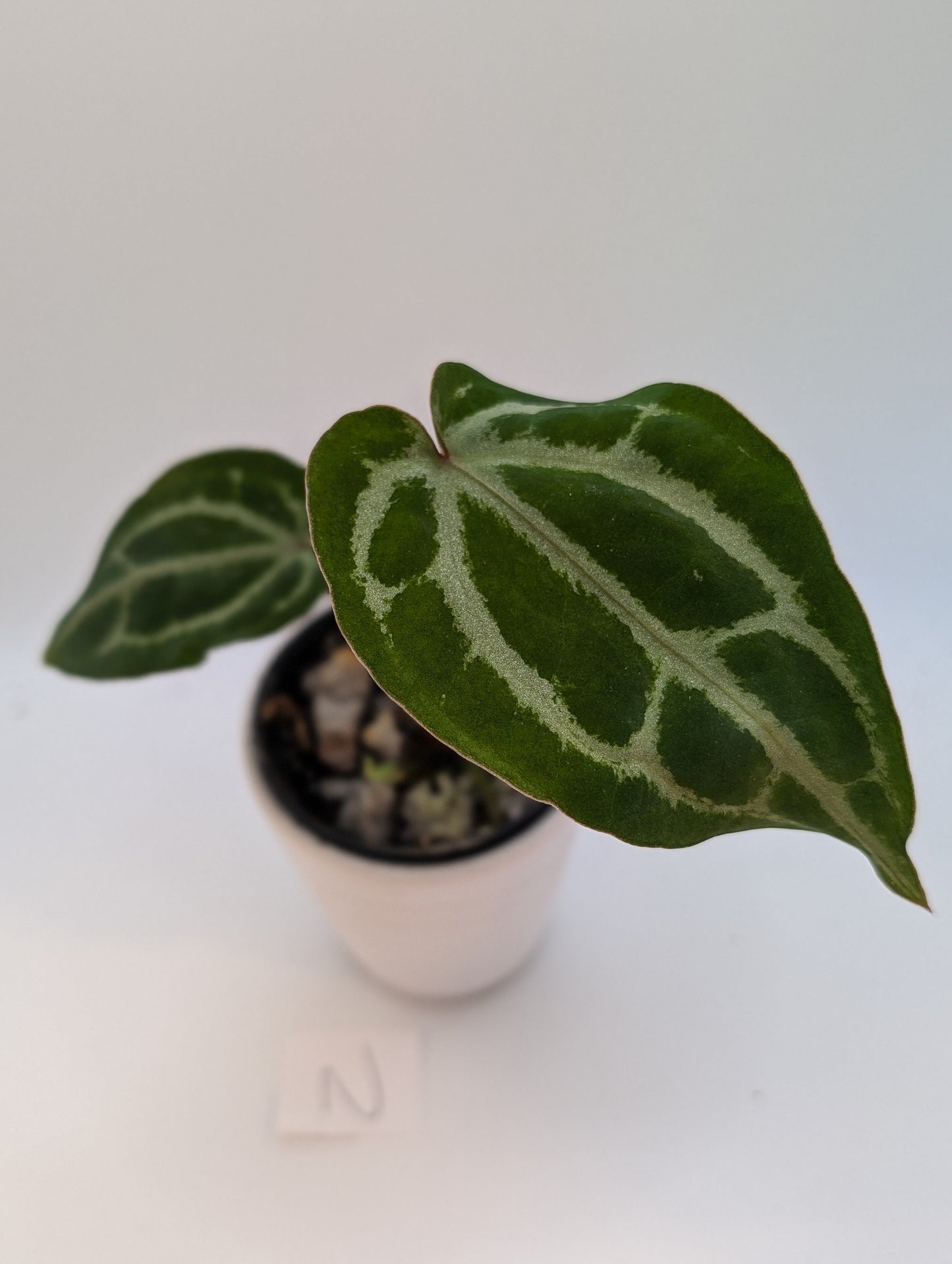 Michelle x (Zara x Michelle)